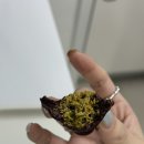 여의도 두바이쫀득쿠키 가이아호두파이 솔직후기 여의도백화점