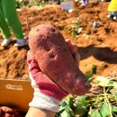 갑도농장 | 강화가볼만한곳 강화도자연체험농장 고구마캐기 동물먹이주기 주말나들이 좋아