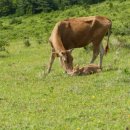 아라민박 이미지