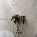 꽃집아재비 이미지