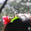[여행정보] 겨울을 이기는 동백꽃 VS 봄을 재촉하는 매화, 당신의 선택은? 이미지