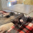 냥냥댕댕 이미지