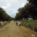 수원-1950 이미지