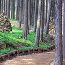 사천케이블카자연휴양림(사천) 이미지