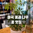 마곡 꽃과 나무 개업식 화분 문구 추천