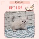 헬로펫 효자점 이미지