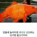 코이