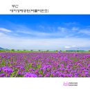 버들