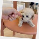 미니퍼피 | 금천미니비숑분양 퍼피에몽 후기