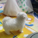 강아지 켄넬 이미지