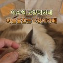 하늘을 걷는 고양이 카페 이미지