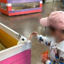 양떼목장 | 남해 관광지 추천 상상양떼목장편백숲 방문 후기