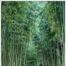 섬진강대나무숲길 이미지