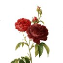 꽃과 식물그림 보타니컬 아트 이미지