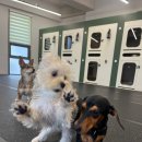 디오네 도그케어 이미지