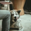 모아 dog 이미지