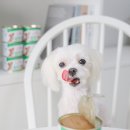 아이캔독 | 로얄캐닌 강아지 습식사료 후기 소형견 캔 사료 독캔 미니 어덜트 로프