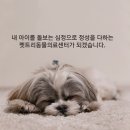 펫트리동물의료센터 이미지