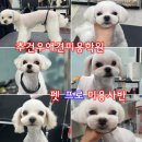 로얄 펫살롱 이미지