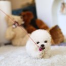 퍼피로운 이미지