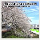 판타지 | 2026 연제고분판타지축제 현장 후기와 먹거리 가격 부산 온천천 실시간 벚꽃 만개