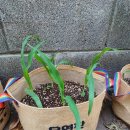 오라초등학교 병설유치원 이미지