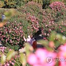 마노르블랑