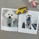 사개절 펫살롱 이미지