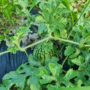 대랑농장 이미지