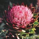 지라솔레(Girasole) 이미지