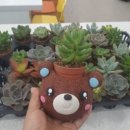 동심다육 이미지