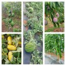 선교농장 이미지