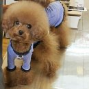 똥강아지 이미지