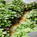 무석 농장 이미지