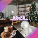 [수원 행궁동 실내 애견동반카페_패터슨커피] &#34;분위기 보니 딱 00맛집&#34;