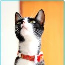 잠실베스트동물메디컬센터 | 반려동물 건강을 위한 맞춤형 의료, 믿음직한 동물병원 탐방기