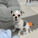 홈즈펫타운 이미지