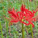 기룡솔밭 이미지