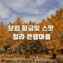 보령 가볼만한곳, &#34;청라은행마을&#34; 황금빛 가을 여행 실시간 모습