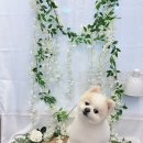 천안특수견미용 천안 최고의 반려동물 미용샵 아리스타펫 후기