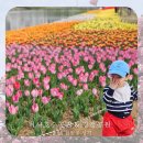 호수환경(주) | [리뷰] 미사 호수공원, 경정공원 - 튤립, 겹벚꽃 성지? 솔직후기 18개월 아기랑 (26.04.17-18)
