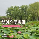 궁남로 | [부여 가볼만한곳] 서동연꽃축제 궁남지 주말 방문 후기