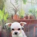 울알라애견미용 이미지