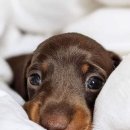 더 건강한 동물병원 이미지