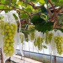 들꽃가람 이미지