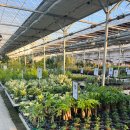 남사환경 | 용인 남사화훼단지 에르베플라워 식물 화분 가격 정보(2026년 1월 기준)