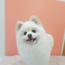 루이동물미용 이미지