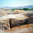 삭개오와뽕나무 이미지