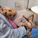 동네커피 앞 횡단보도 | 안양 자유공원 카페 하스트커피 반려견동반 후기 벚꽃 산책 후 가기 좋은 감성카페