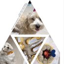 퍼피버스데이 이미지